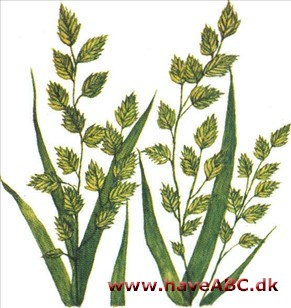 Spidsgræs - Uniola latifolia Spidsgræs - Uniola latifolia