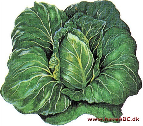 Spidskål - Brassica oleracea