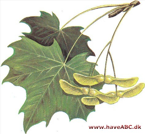 Spidsløn - Acer platanoides