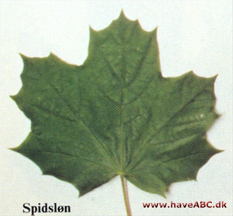 Spidsløn - Acer platanoides.