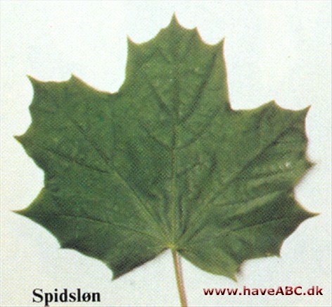 Spidsløn - Acer platanoides. Spidsløn - Acer platanoides.