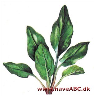 Spinat - Spinacia oleracea