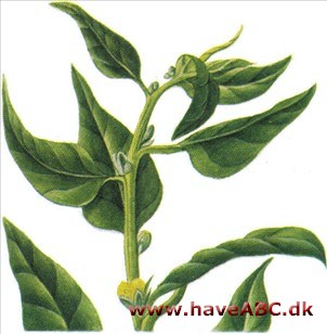 Spinat, newzealandsk - Tetragonia tetragonioides Spinat, newzealandsk - Tetragonia tetragonioides