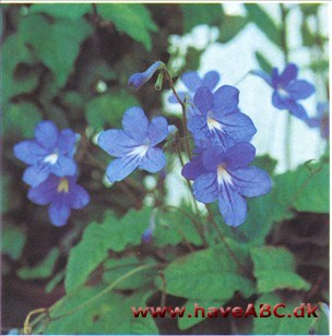 Spiral frugt - Streptocarpus hybrider Spiral frugt - Streptocarpus hybrider