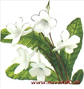 Spiralfrugt - Streptocarpus hybridus Spiralfrugt - Streptocarpus hybridus