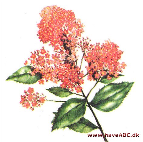 Spiræa - Spiraea