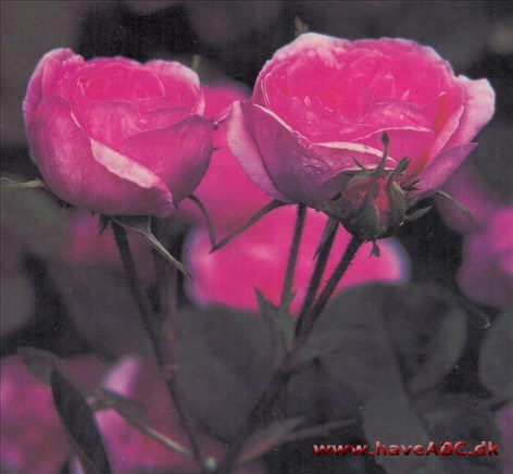 Måske ikke så elegant som centifolie­roserne er flest, men det er en interes­sant rose. Desuden blomstrer den ri­gest af alle. Der findes også en 'Pom­pon Spong' 