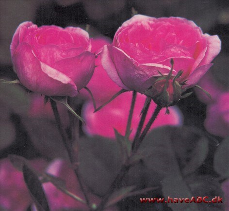 Spong Måske ikke så elegant som centifolieroserne er flest, men det er en interessant rose. Desuden blomstrer den rigest af alle. Der findes også en 'Pompon Spong'