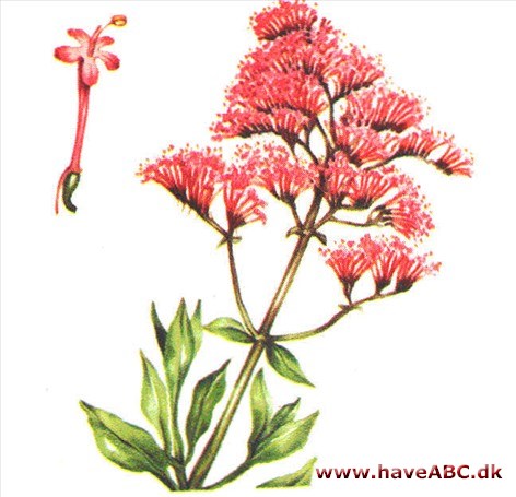 Sporebaldrian - Centranthus ruber Sporebaldrian - Centranthus ruber
