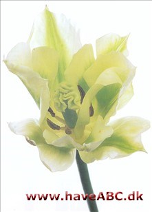 Spring Green - Tulipan, Tulipa