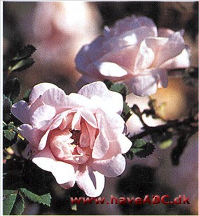 Staffa Velformet helt ud i bladspidserne! Knopperne, de udsprungne blomster, det bregneagtige løv, de regelmæssigt savtandede bladkanter, alt er perfekt på denne henrivende rose ...