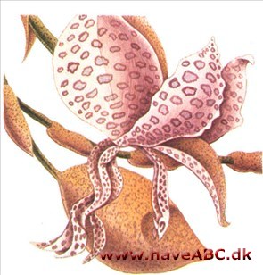 Stanhopea - Stanhopea Stanhopea - Stanhopea