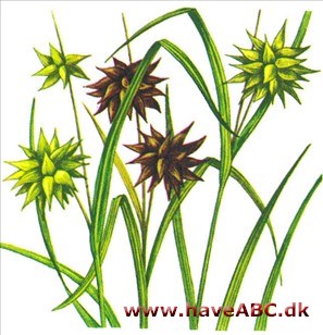 Star - Carex