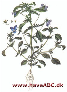 Stedmoder - Viola tricolor