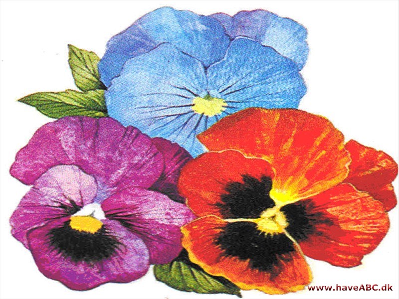 Stedmoderblomst - Viola wittrockiana Stedmoderblomst - Viola wittrockiana