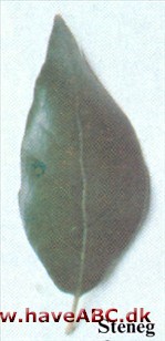 Sten eg - Quercus ilex