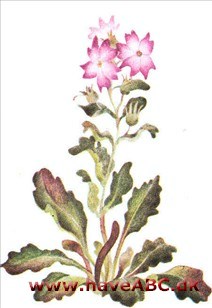 Stenbalsam - Erinus alpinus