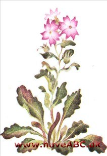Stenbalsam - Erinus alpinus Stenbalsam - Erinus alpinus