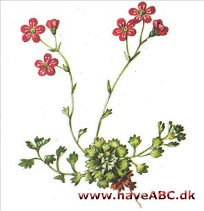 Stenbræk - Saxifraga Stenbræk - Saxifraga