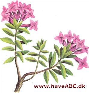 Stendafne - Daphne cneorum Stendafne - Daphne cneorum