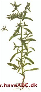 Stenfrø, agerstenfrø, rynket stenfrø - Lithospermum arvense Stenfrø, agerstenfrø, rynket stenfrø - Lithospermum arvense