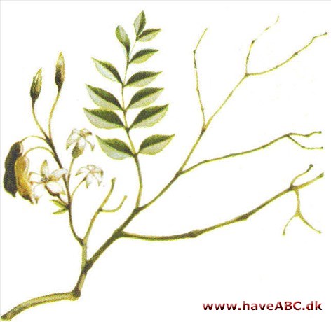 Stennød - Gymnocladus dioicus Stennød - Gymnocladus dioicus