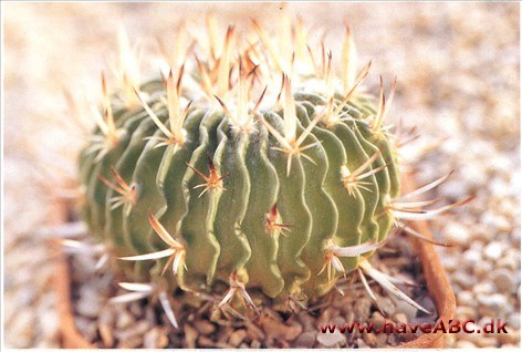 Stenocactus - Echinofossulocactus