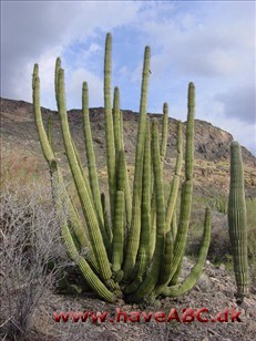 Stenocereus Stenocereus