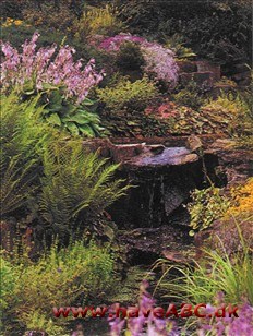Stenplanter 2 Stenplanter 2