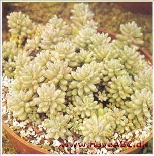 Stenurt - Sedum rubrotinctum