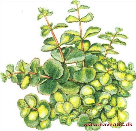 Stenurt - Sedum Stenurt - Sedum