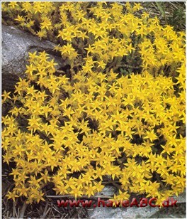 Stenurt, bidende - Sedum acre † Stenurt, bidende - Sedum acre †