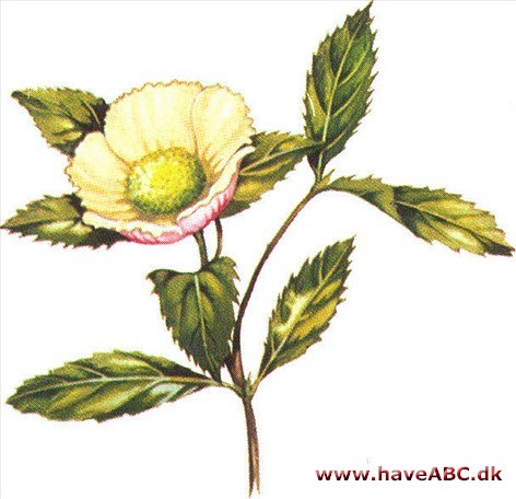 Stewartia - Stewartia