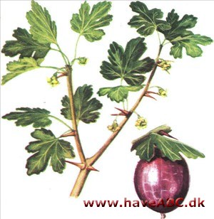 Stikkelsbær - Ribes uva-crispa Stikkelsbær - Ribes uva-crispa