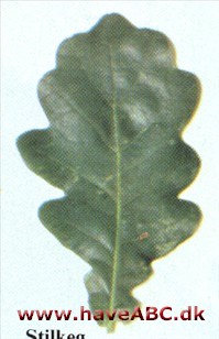 Stilkeg - Quercus robur