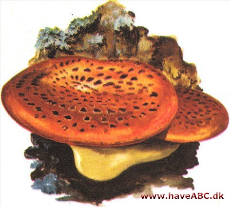 Stilkporesvamp - Polyporus Stilkporesvamp - Polyporus