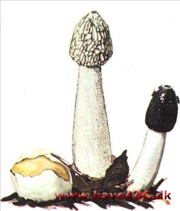 Stinksvamp - Phallus impudicus Stinksvamp - Phallus impudicus