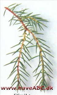 Stivnålet ene - Juniperus rigida