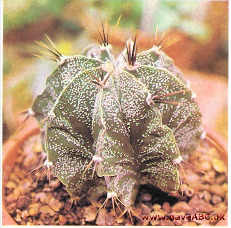 Stjernekaktus - Astrophytum ornatum Stjernekaktus - Astrophytum ornatum