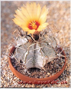 Stjernekaktus - Astrophytum.