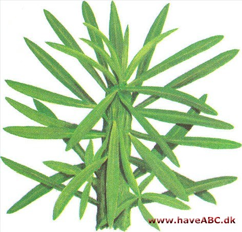 Stjerneskud - Euphorbia loricata Stjerneskud - Euphorbia loricata