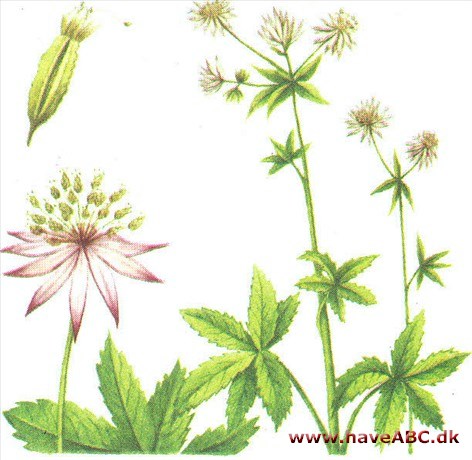 Stjerneskærm - Astrantia