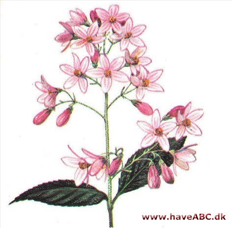 Stjernetop - Deutzia Stjernetop - Deutzia
