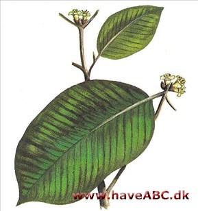 Stjerneæble - Chrysophyllum cainito