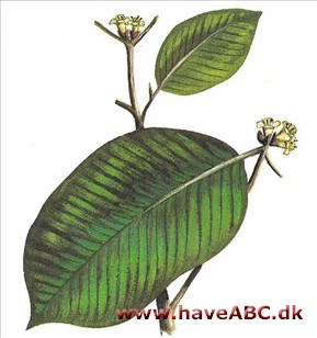 Stjerneæble - Chrysophyllum cainito Stjerneæble - Chrysophyllum cainito