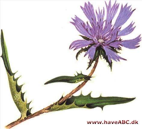 Stokesia - Stokesia Laevis Stokesia - Stokesia Laevis