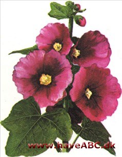 Stokrose - Alcea rosea