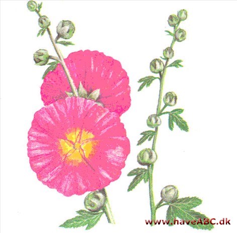 Stokrose, lægestokrose / Althaea officinalis Stokrose, lægestokrose / Althaea officinalis