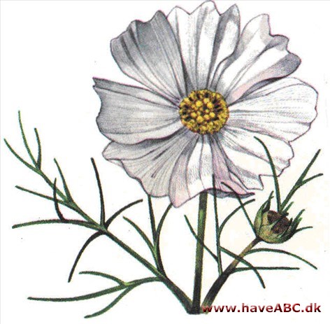 Stolte kavalerer - Cosmos Stolte kavalerer - Cosmos