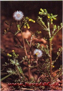 Stolthenrik - Senecio vulgaris † Stolthenrik - Senecio vulgaris †